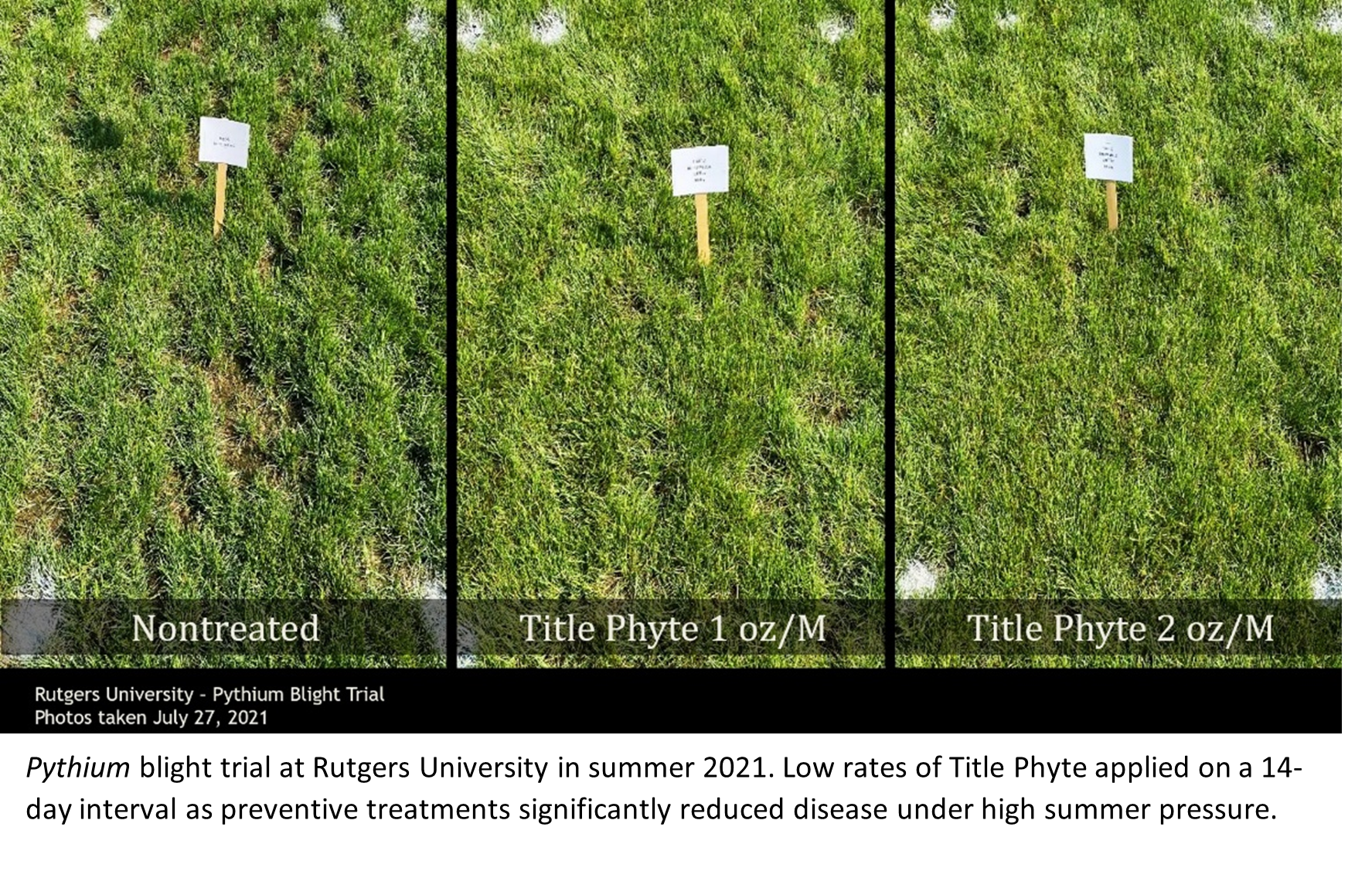 Phosphite Basics: How Title Phyte Works to Control Turf Diseases