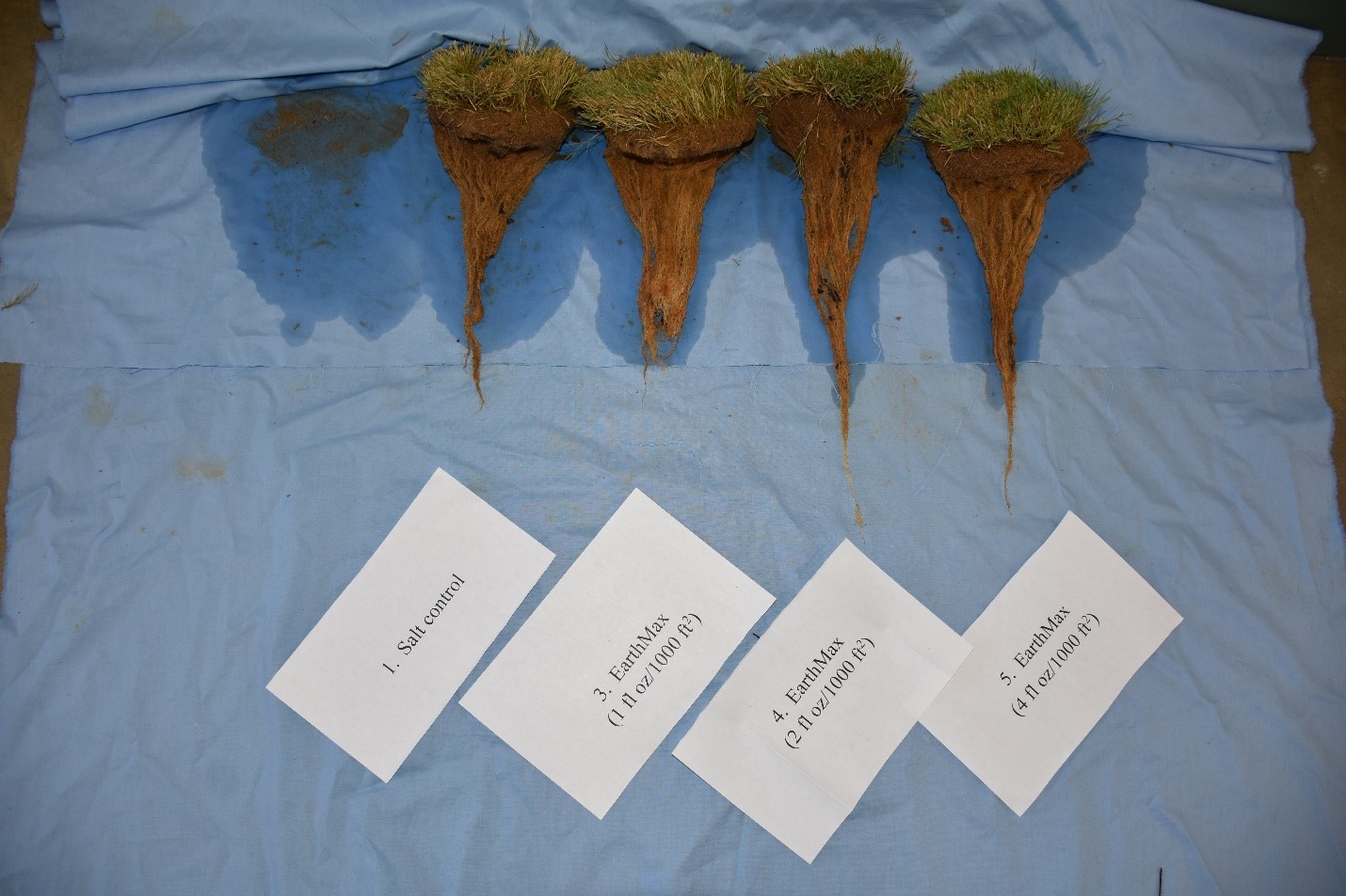 EarthMAX® Organic Mitigates Salinity Stress & Increases Root Biomass Over Time