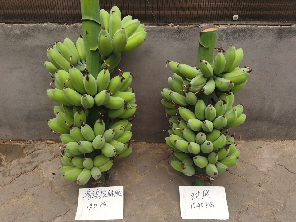 POLYON Around the World – Growing a Better World Internationally<br>
