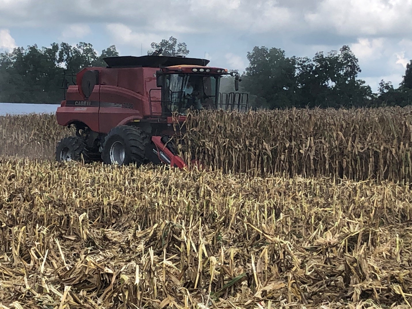 POLYON® Nitrogen Efficiency in Corn