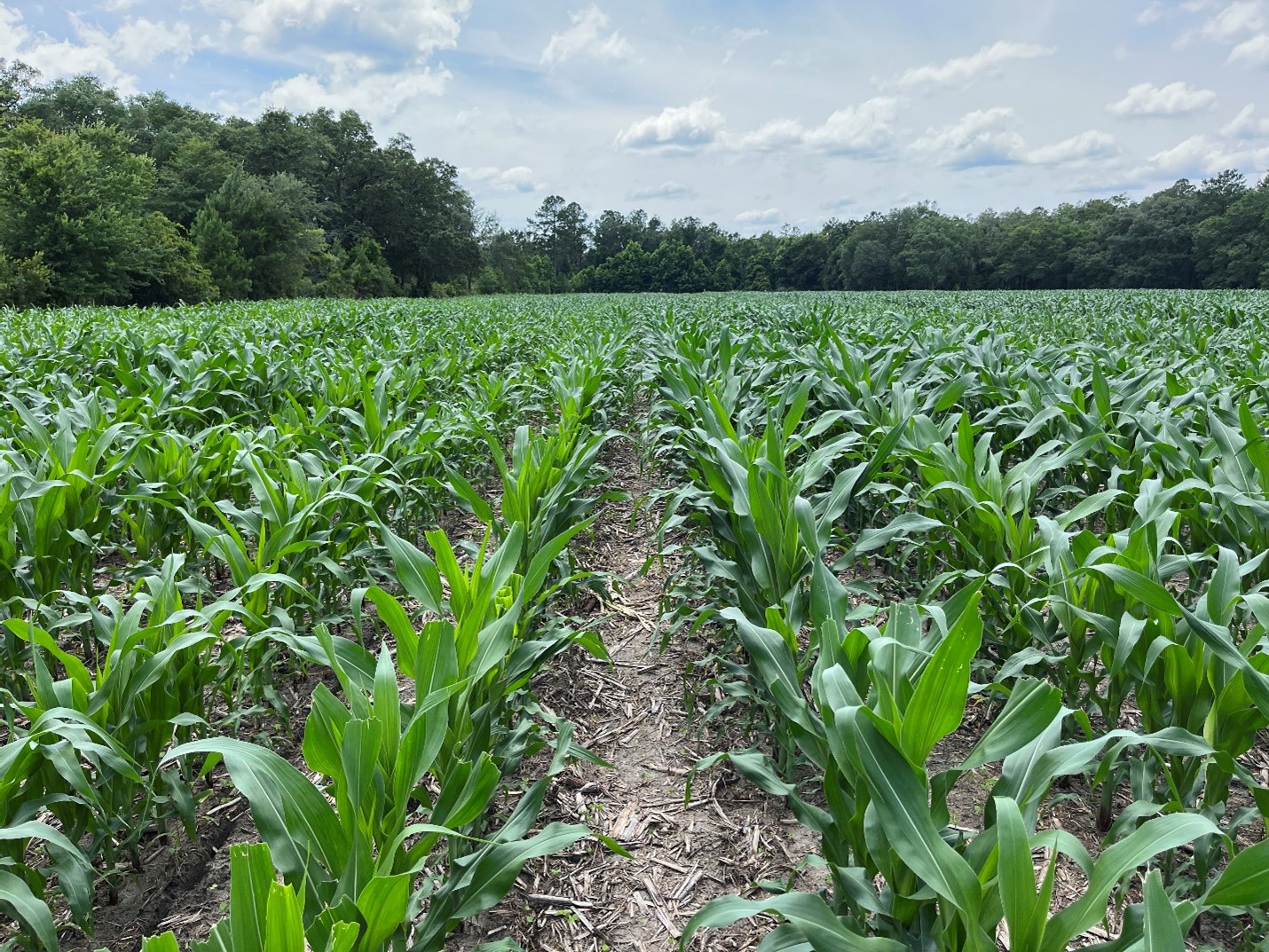 POLYON® Nitrogen Efficiency in Corn