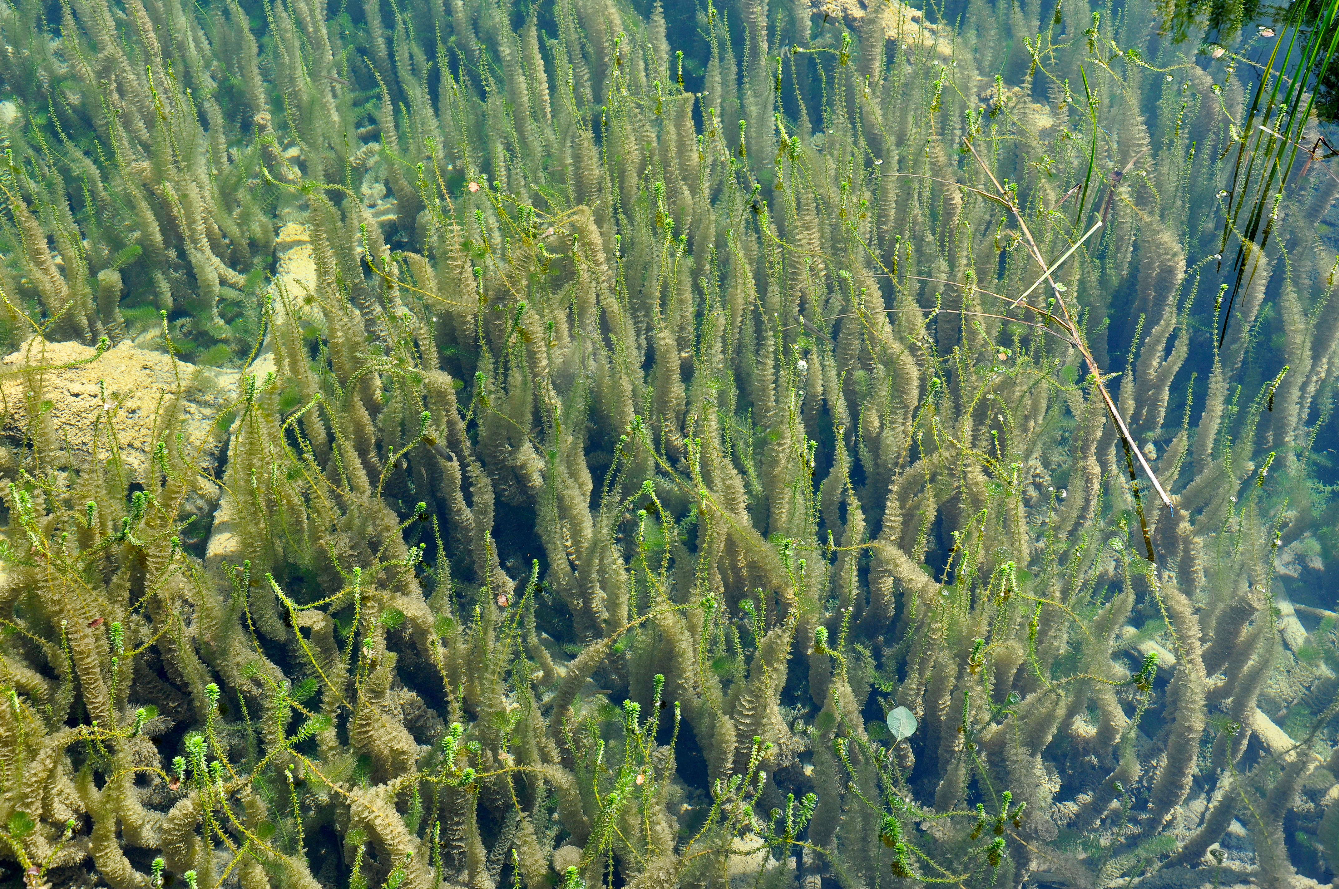 The Science Behind Seaplant Extract