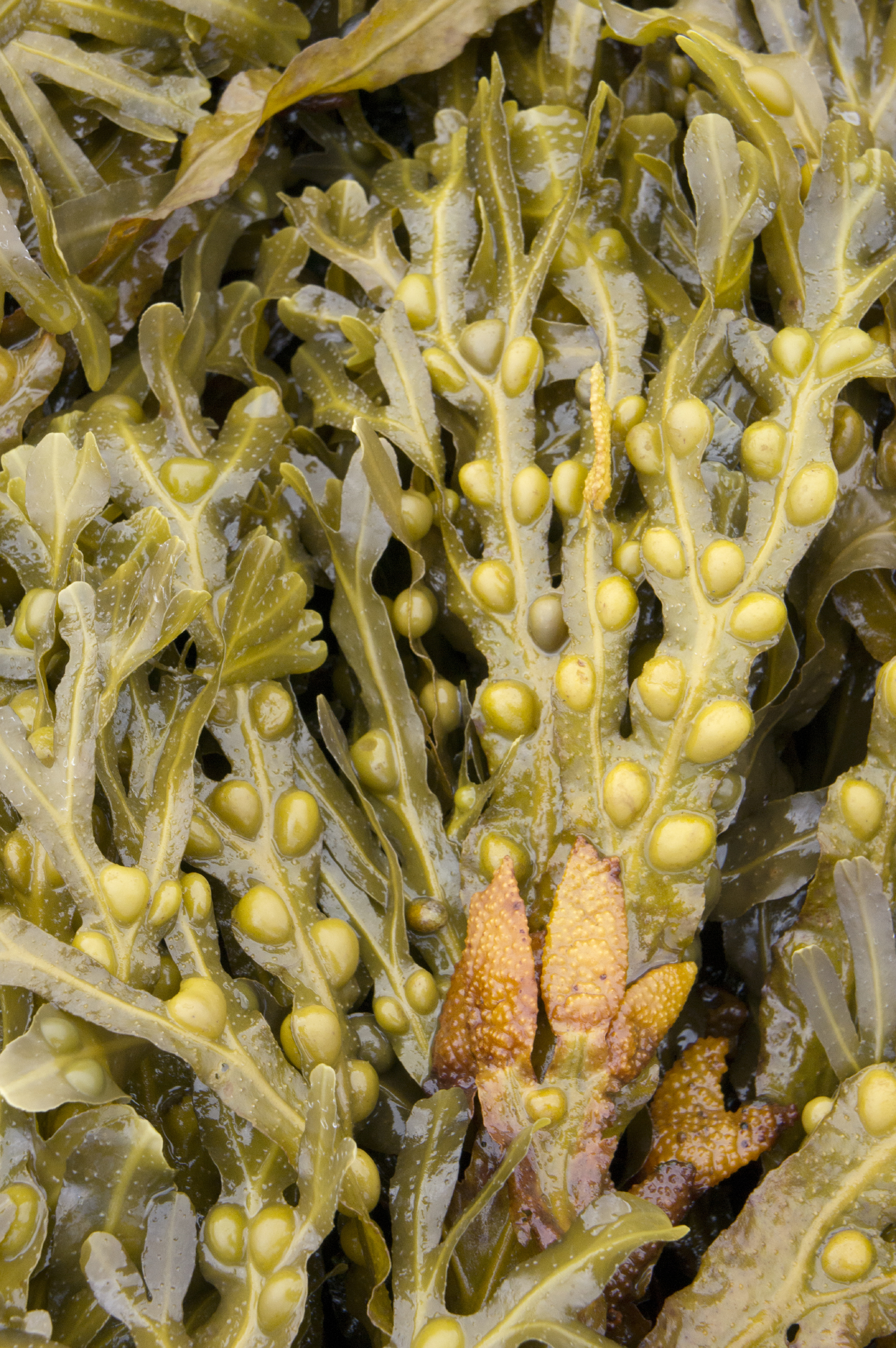 The Science Behind Seaplant Extract