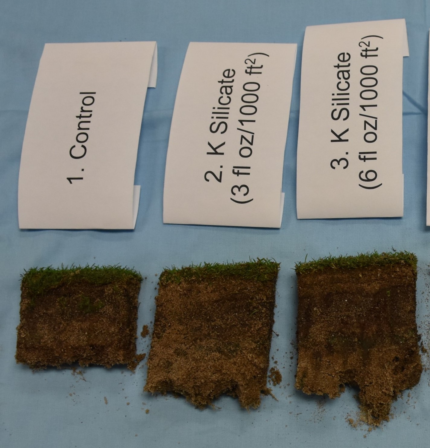 Silicon Benefits for Turfgrass | Field Study Update Summer 2022: Bentgrass – Bermudagrass
