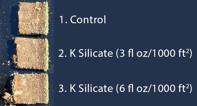 Silicon Benefits for Turfgrass | Field Study Update Summer 2022: Bentgrass – Bermudagrass