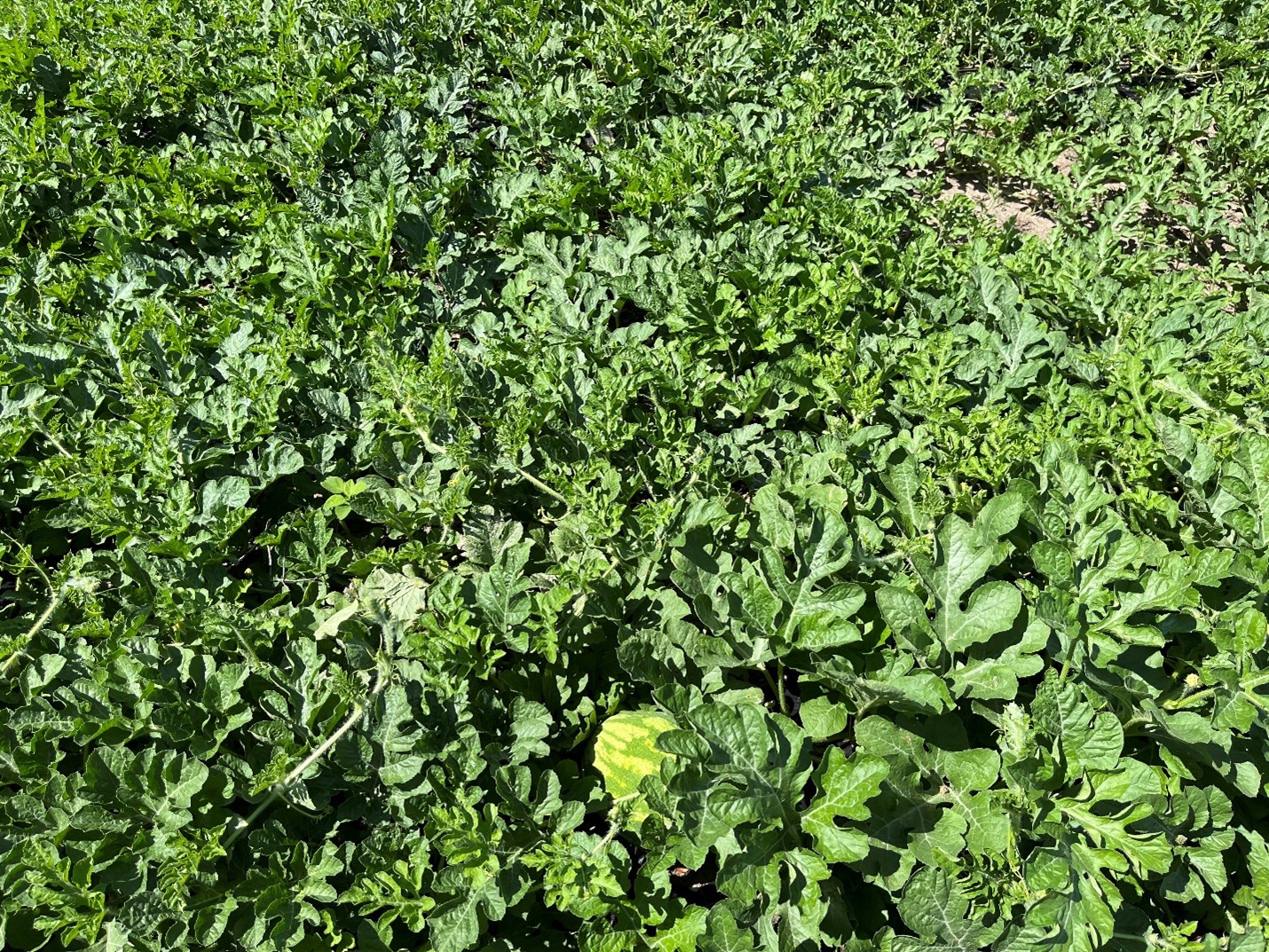 POLYON® Production in Watermelon Produces Surprising Results