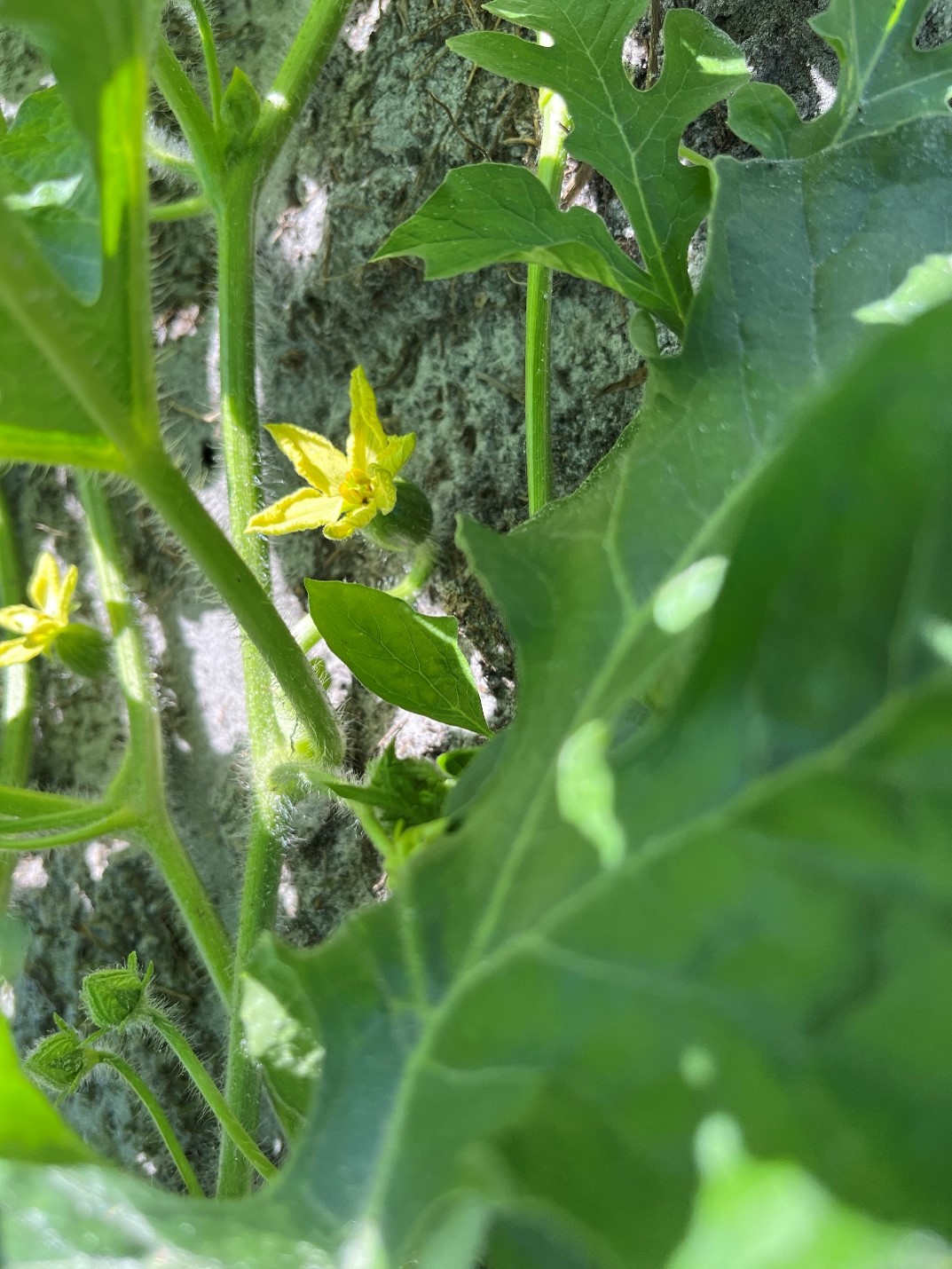 POLYON® Production in Watermelon Produces Surprising Results