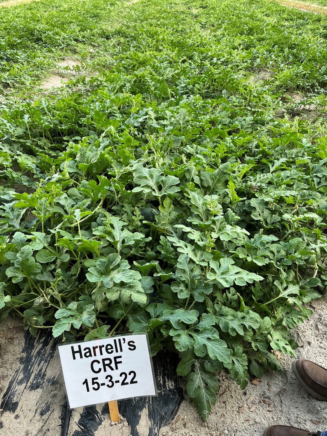 POLYON® Production in Watermelon Produces Surprising Results
