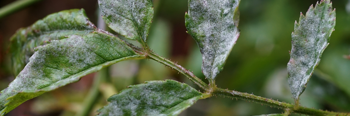 Powdery Mildew Disease Spotlight