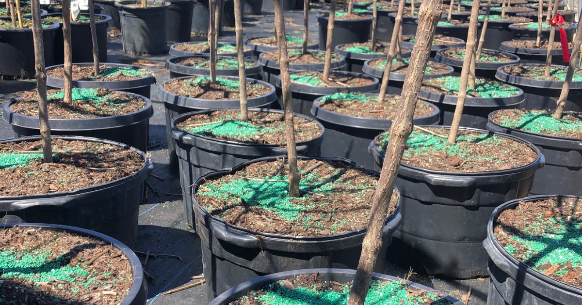 Figure 2. Fertilizing container ornamentals is as easy as measuring the appropriate amount of POLYON® fertilizer then placing the material on the soil surface close to the ornamental planting. (Hoogendoorn Nursery)