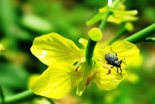 Insect of the Month: Weevils