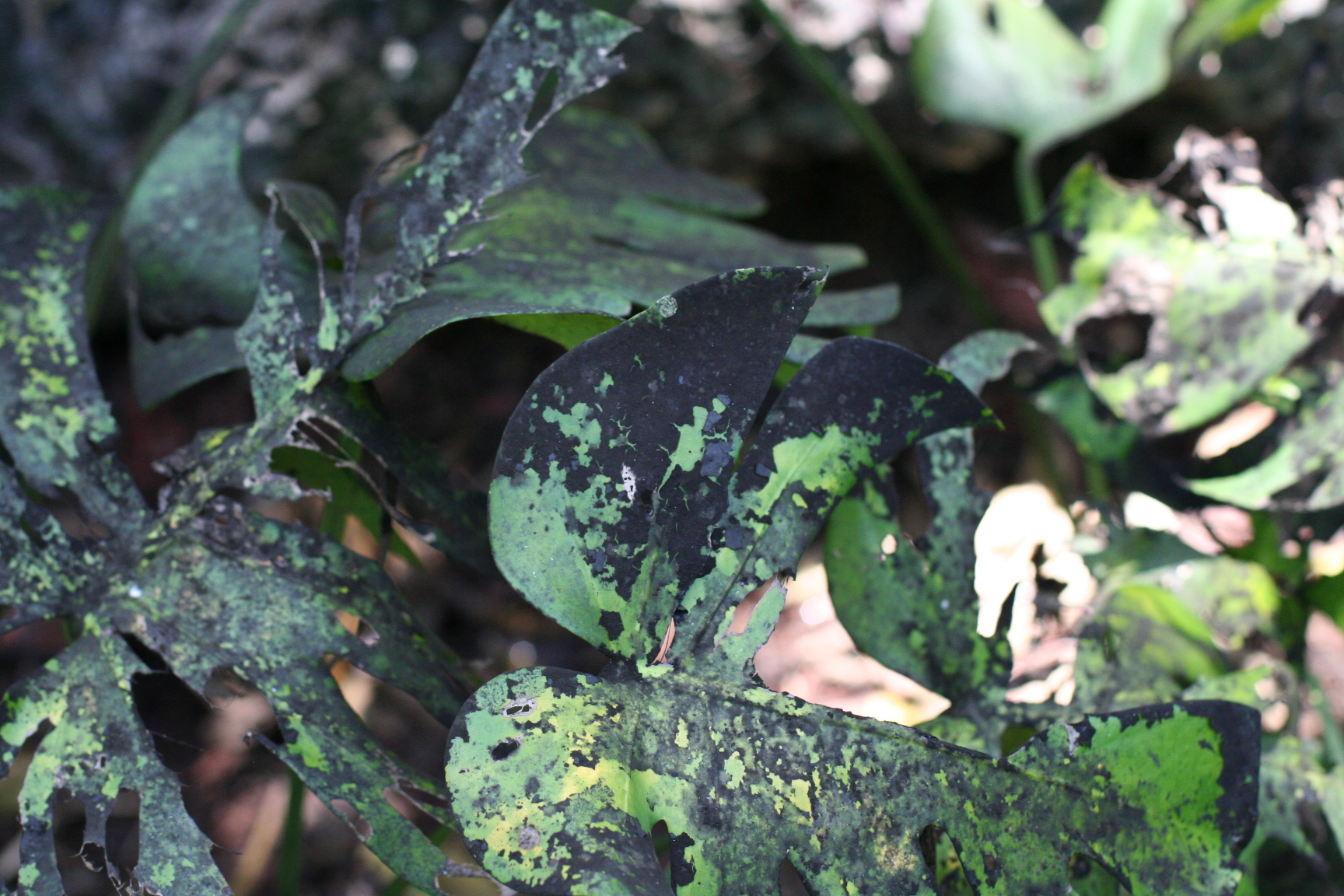 Photo 2- Sooty mold (Capnodium sp.) on Philodendron leaves.
