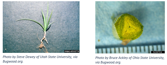 Yellow Nutsedge Weed Spotlight