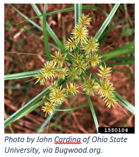Yellow Nutsedge Weed Spotlight