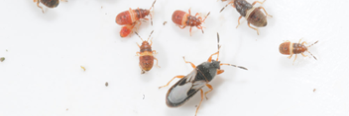 Keeping Your Turf Chinch Bug Free!