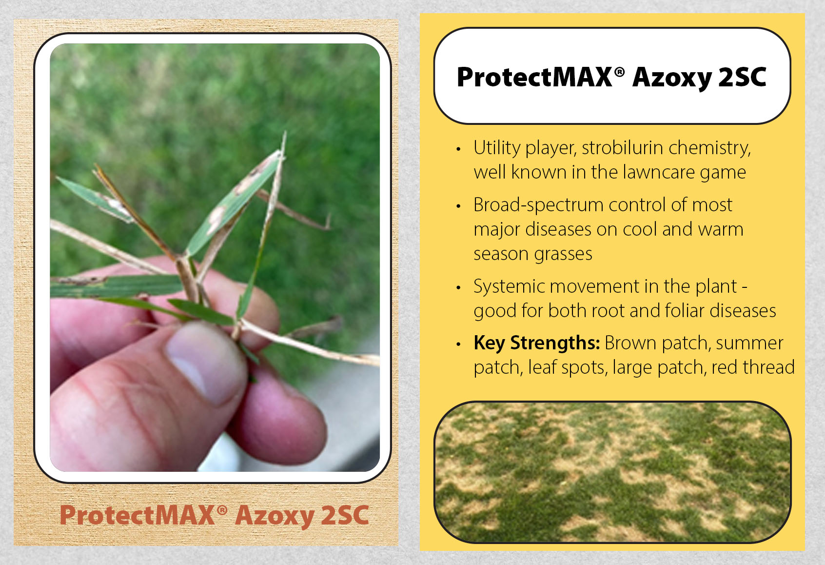 Lawn Disease Check-Up