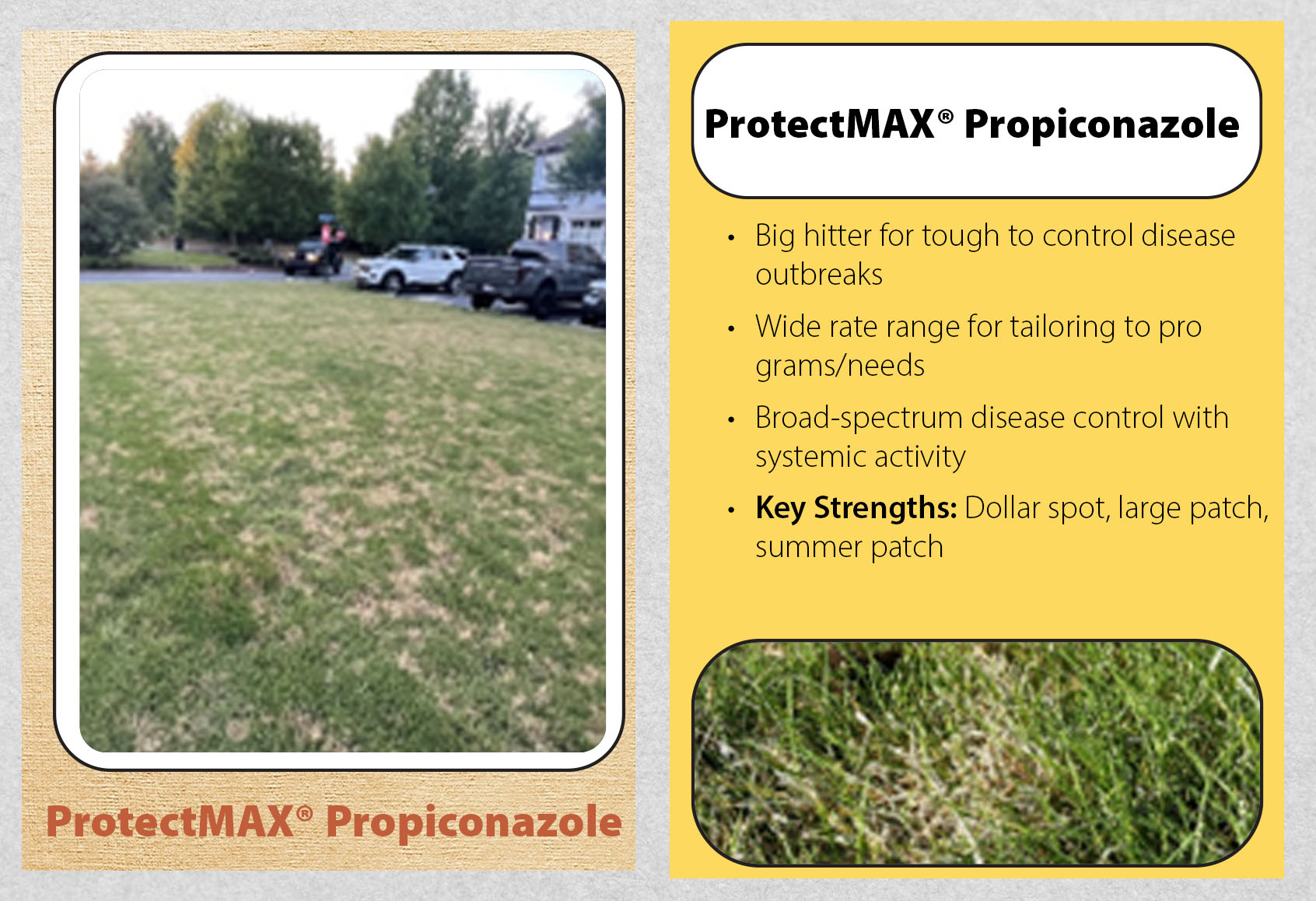 Lawn Disease Check-Up