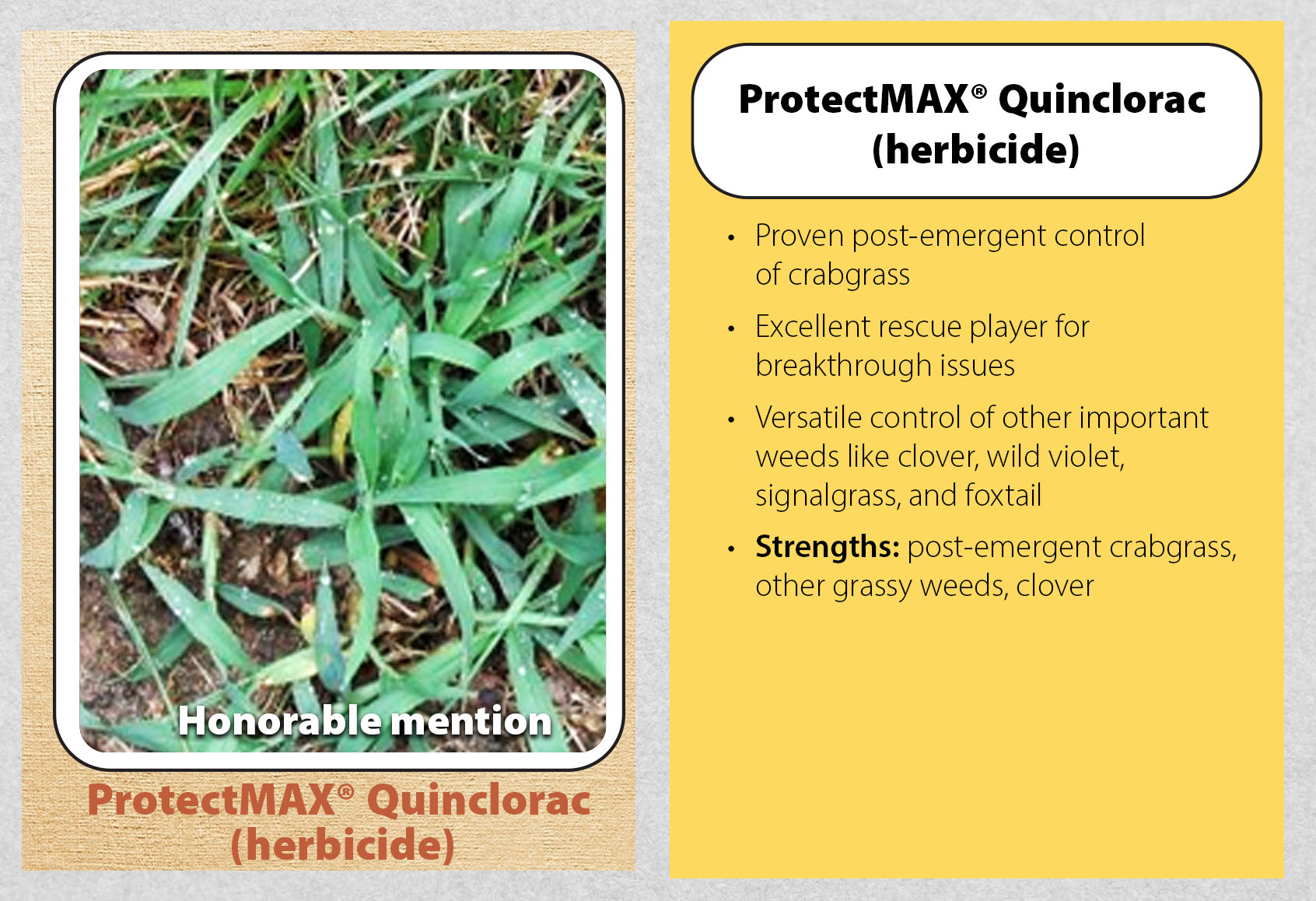 Lawn Disease Check-Up