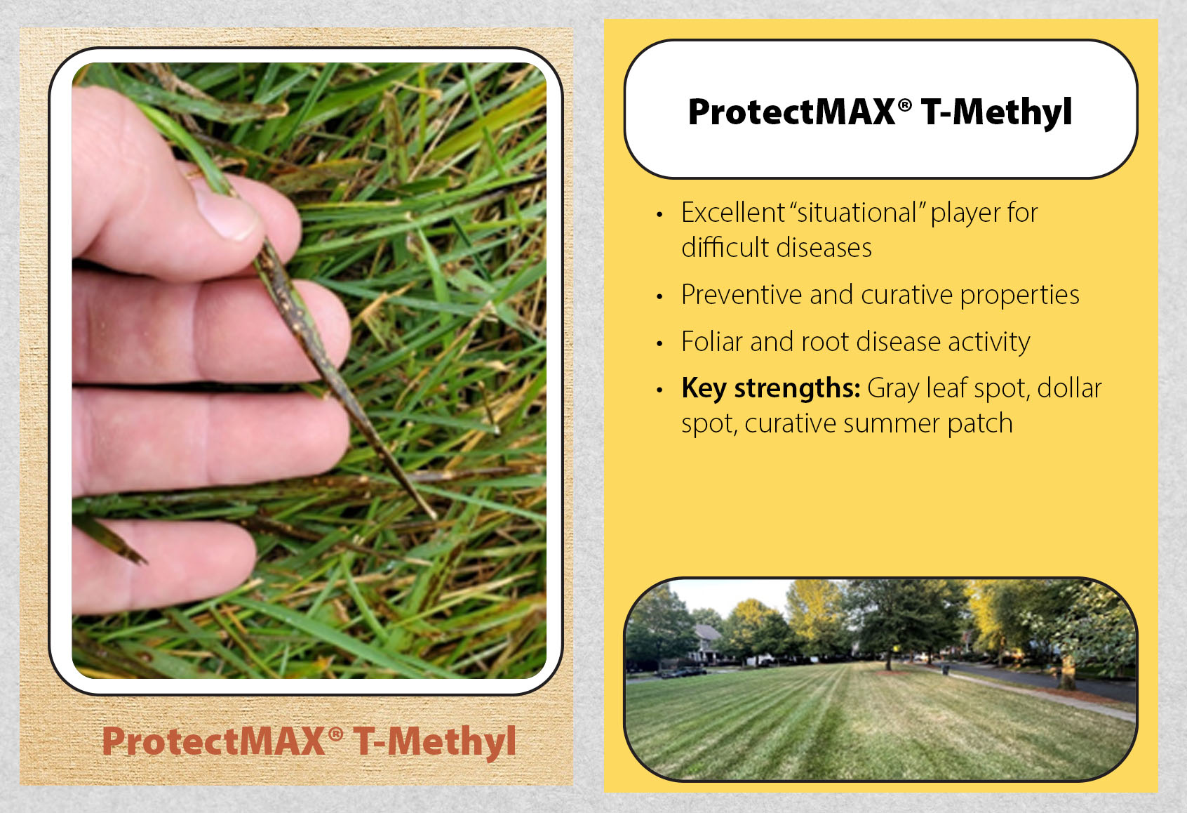 Lawn Disease Check-Up