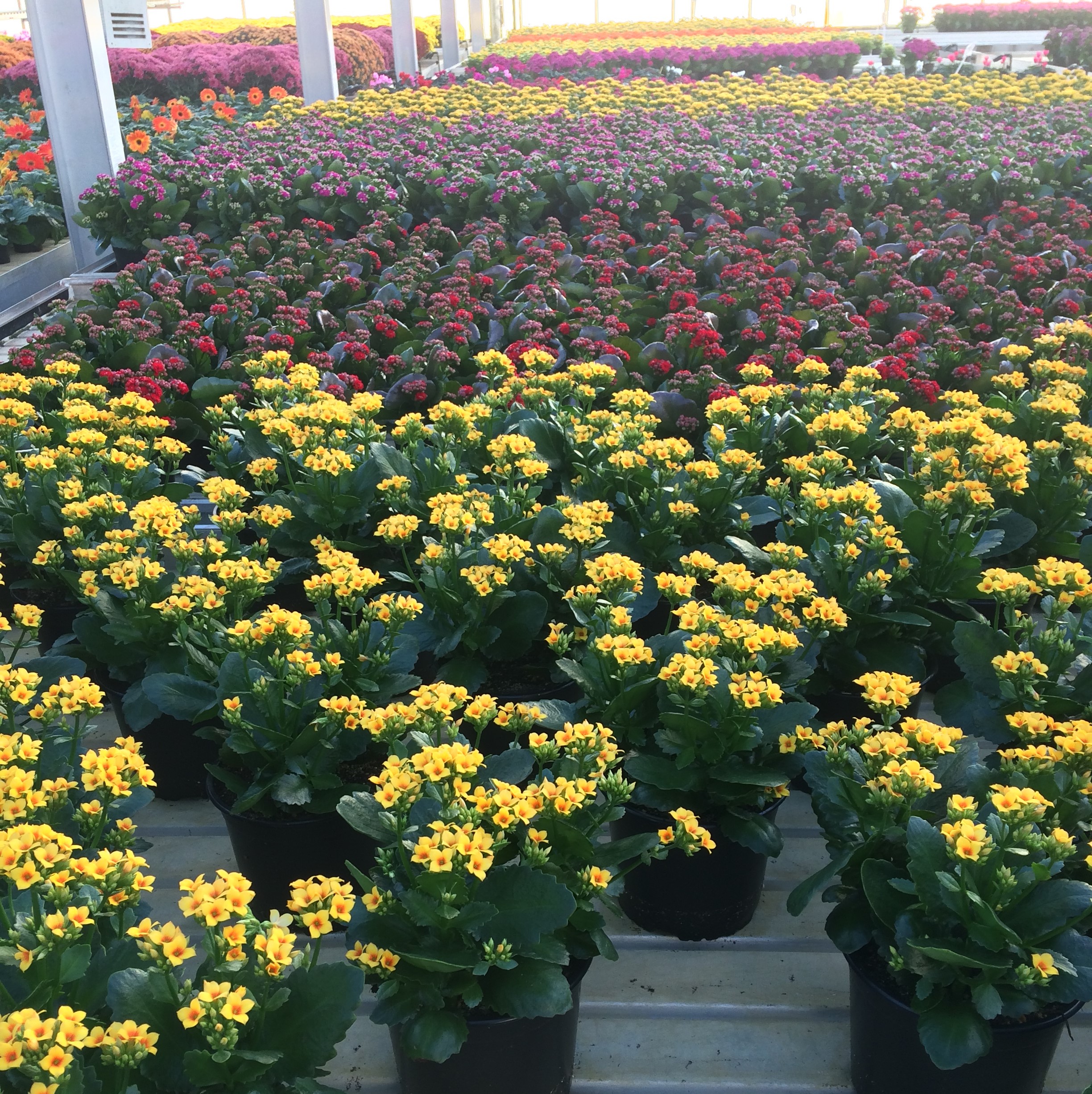 Greenhouse Operations - Start Clean, Stay Clean.