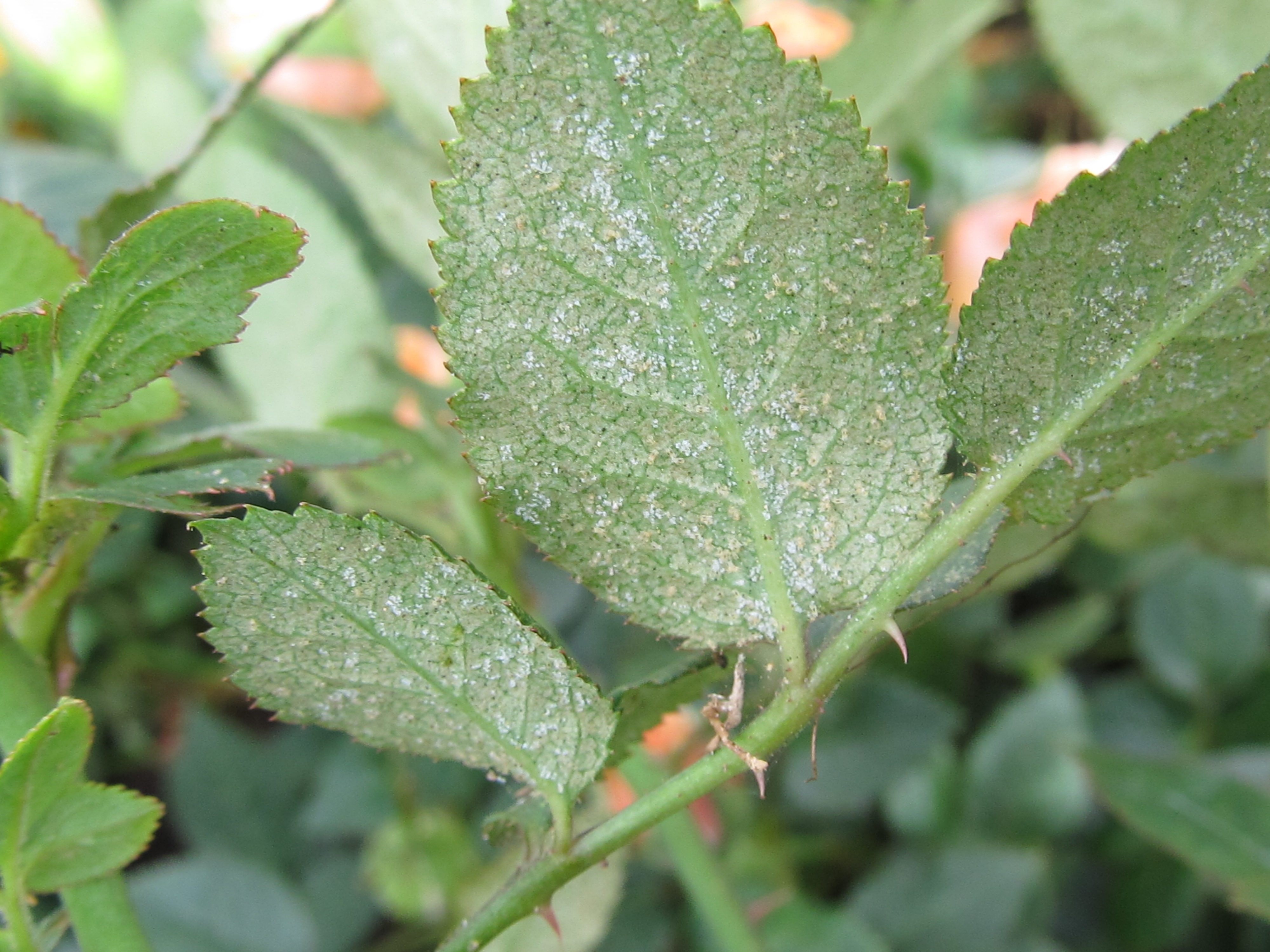 Managing Mites in Greenhouses and Nurseries-Big Problems Come in Small Packages