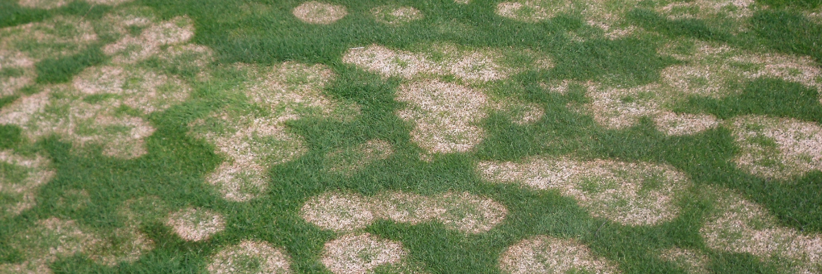 Snow Mold Control is as Easy as 1, 2, 3!