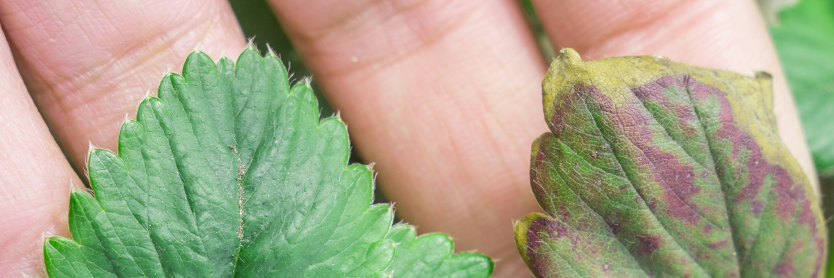 All About Botrytis