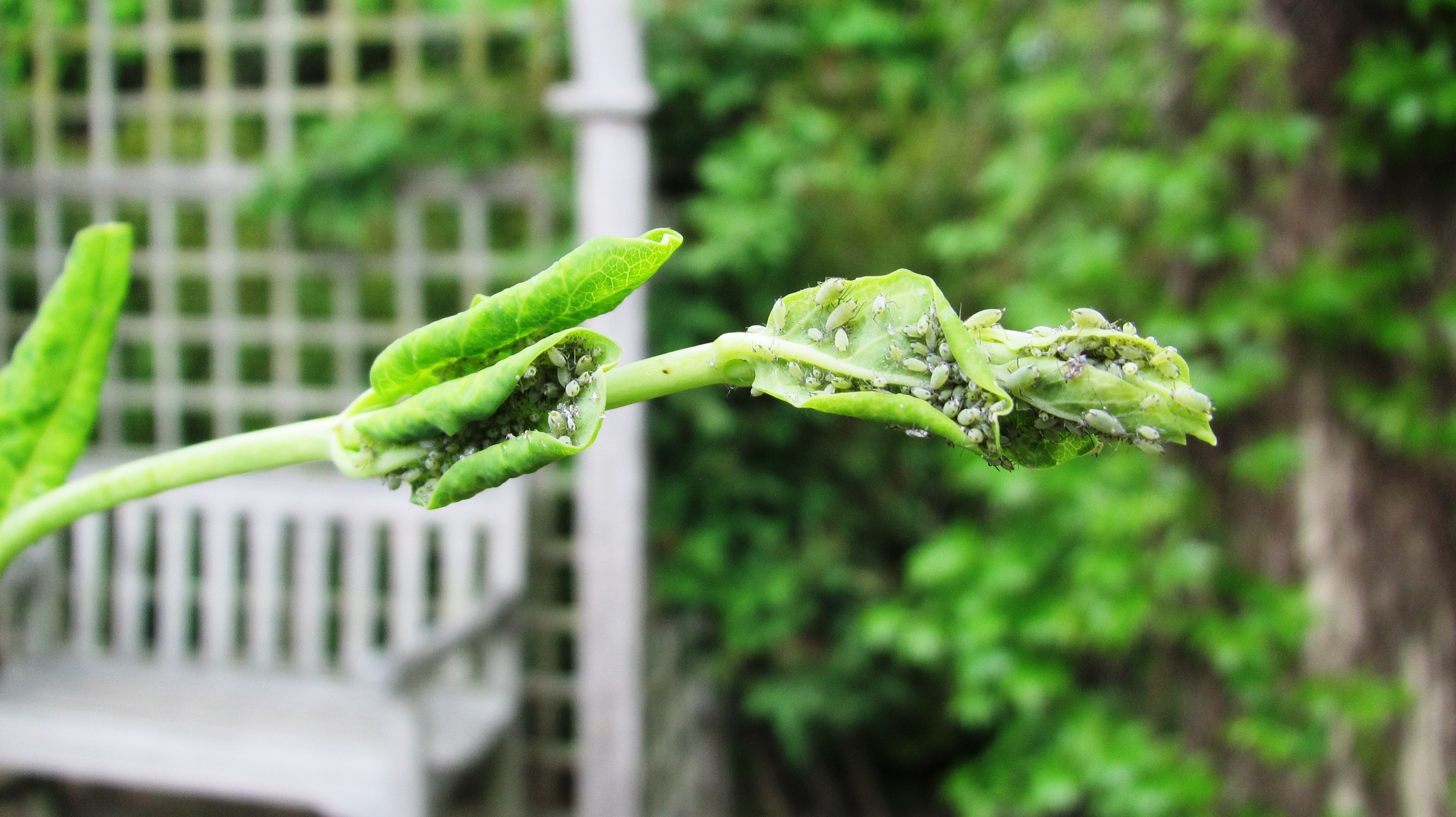 Early Season Bug Watch: A Few Pests to Look Out For!