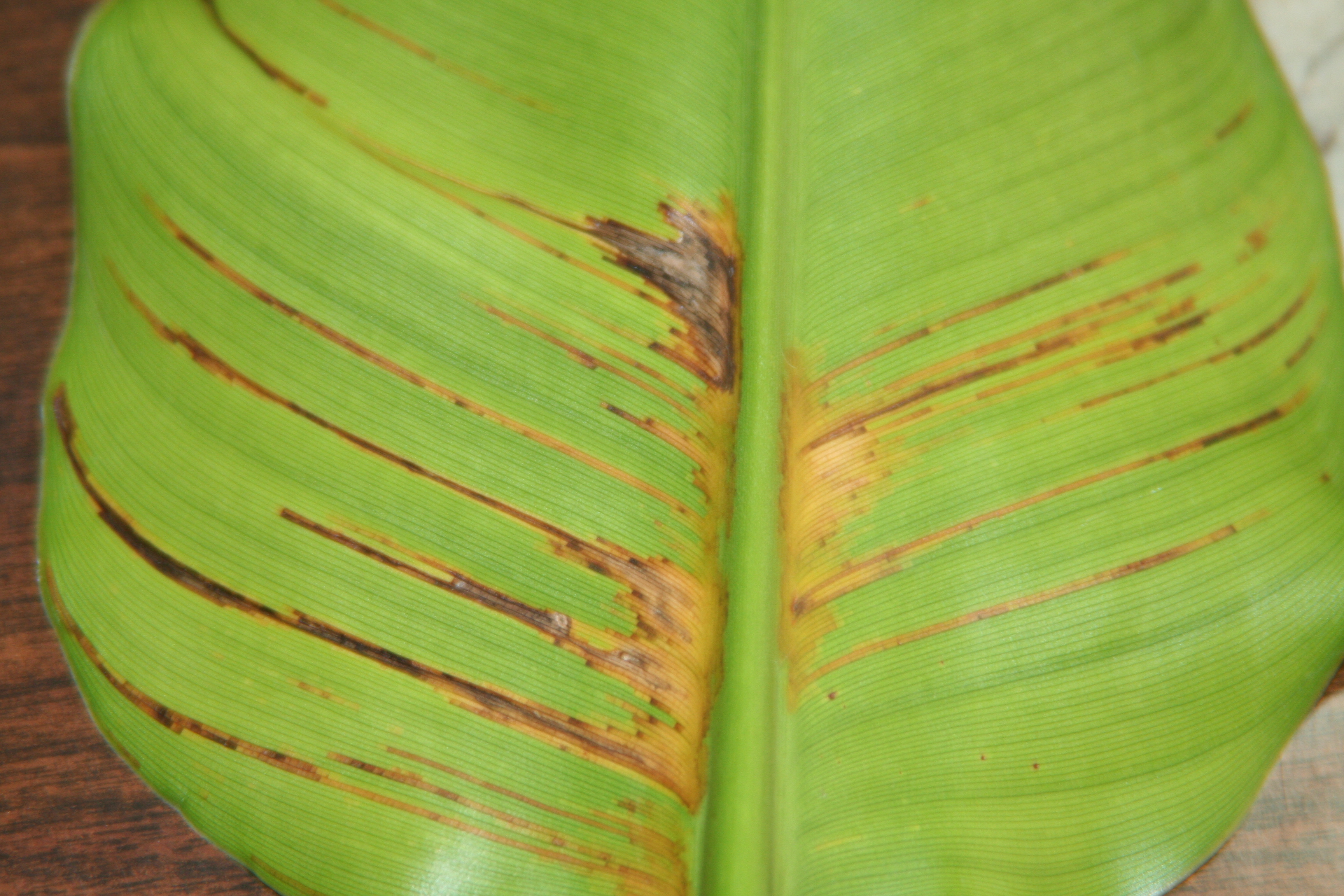 Leaf Spot Disease - Bedding Plants