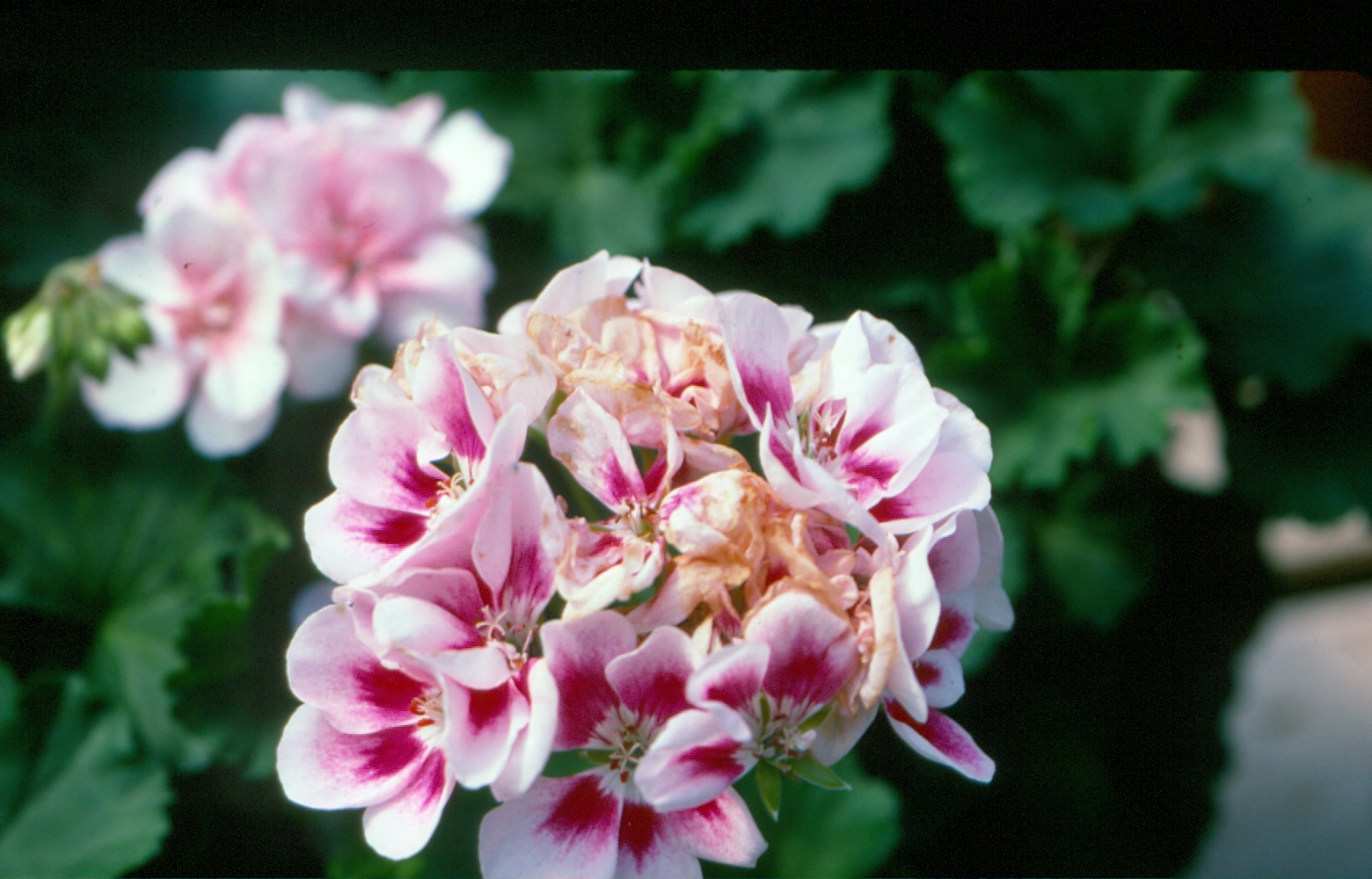 All About Botrytis