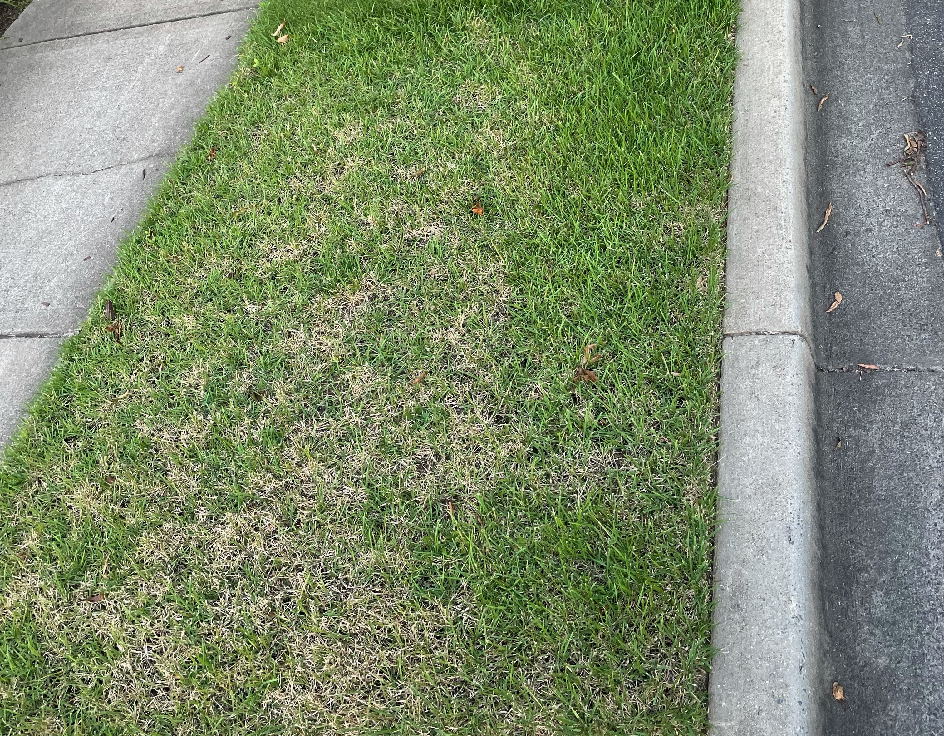 Brown Patch Example for Identification