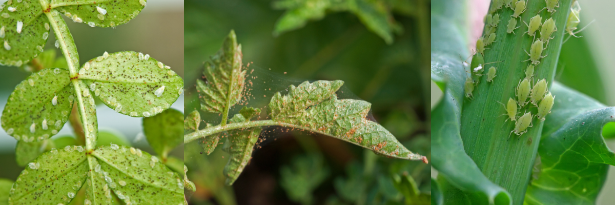 Early Season Bug Watch: A Few Pests to Look Out For!