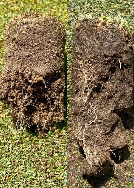 Combatting Nematodes and Growing Longer, Fatter Roots