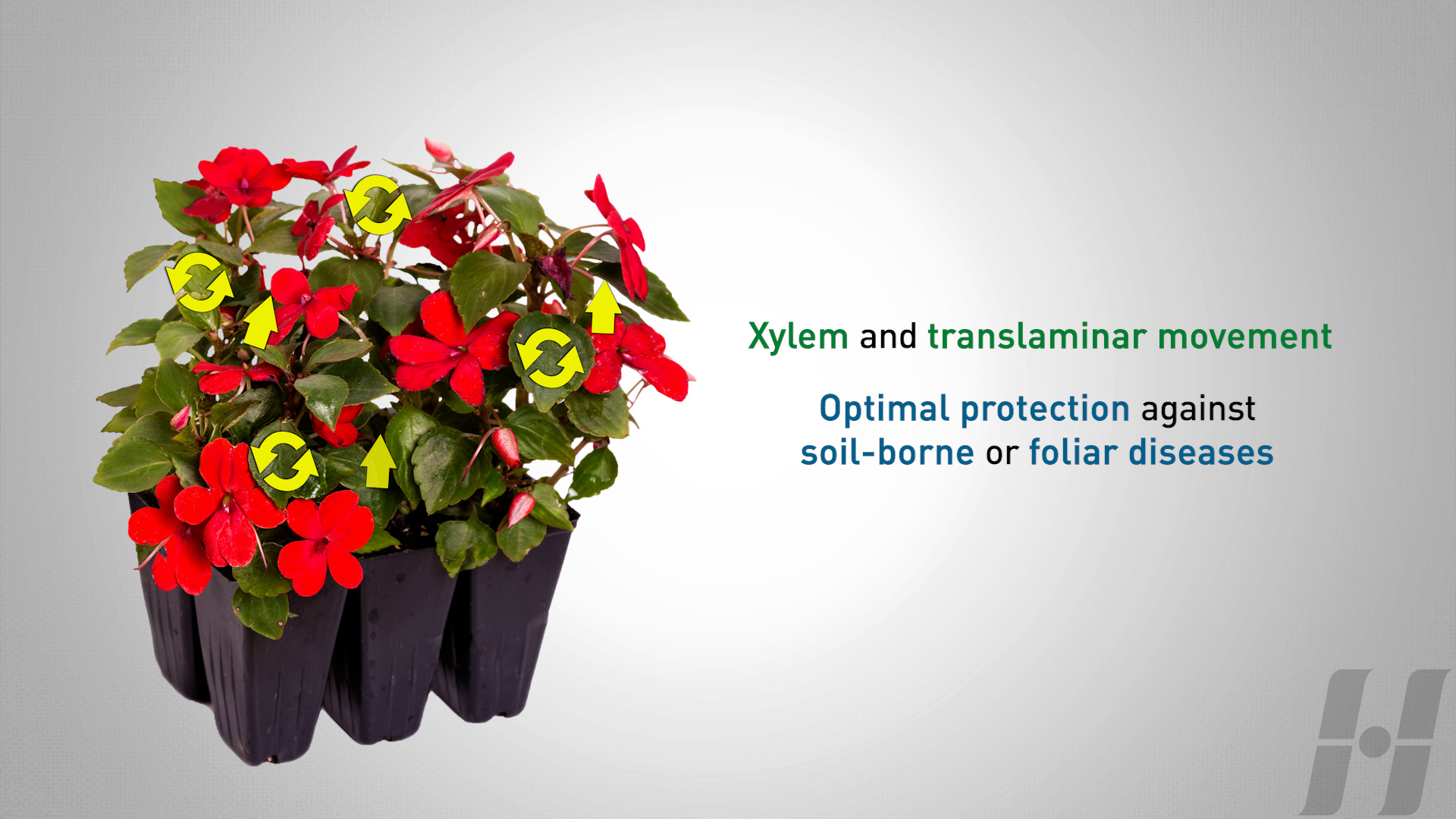 Harrell's ProtectMAX Fluoxastrobin SC Combines Power with Versatility for Turf Managers & Growers