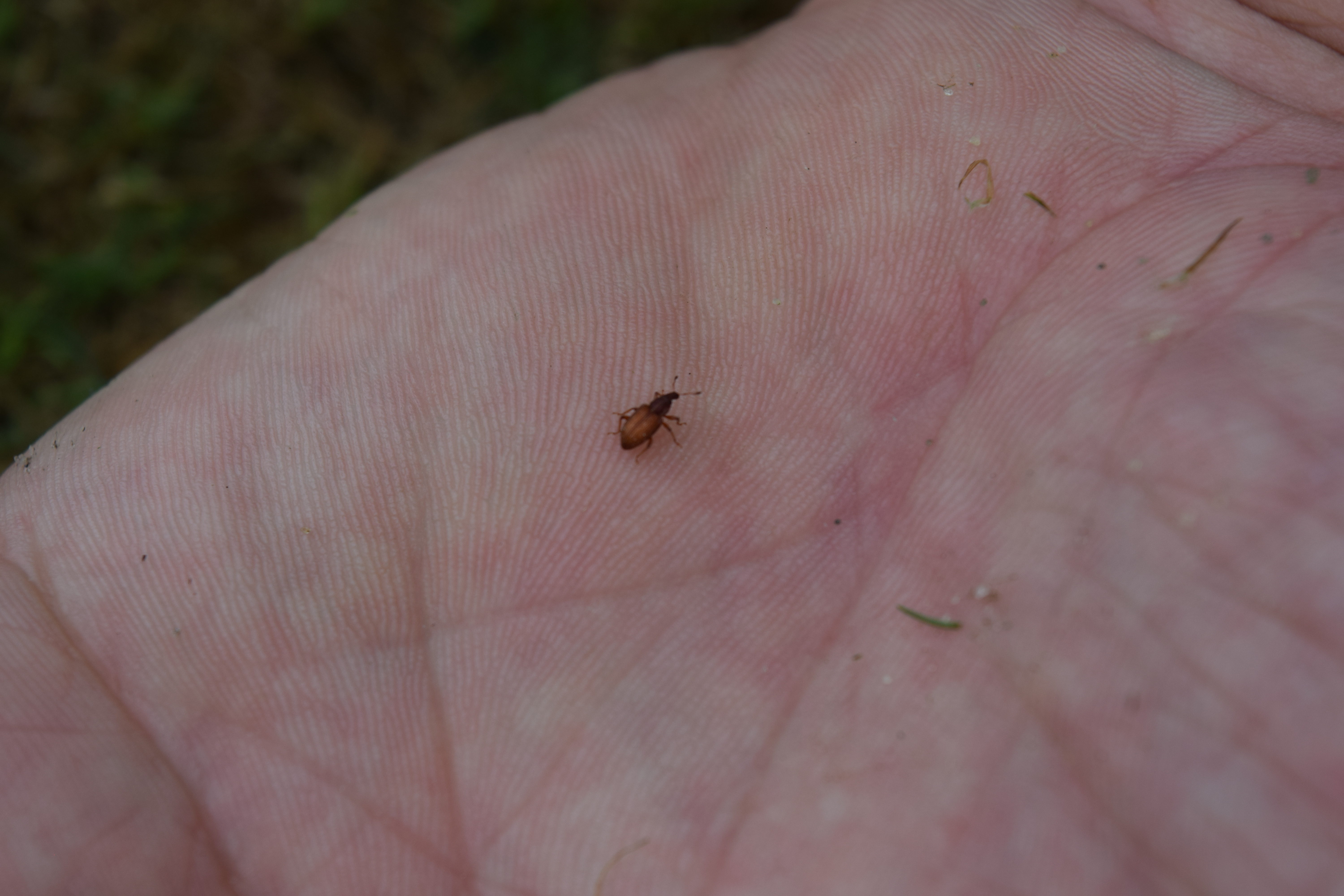 Top 6 Early-Season Turf Considerations After a Mild Winter