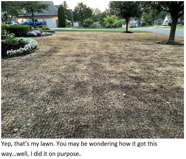 So, You Want to Re-Do Your Lawn? - Tips From the Pros