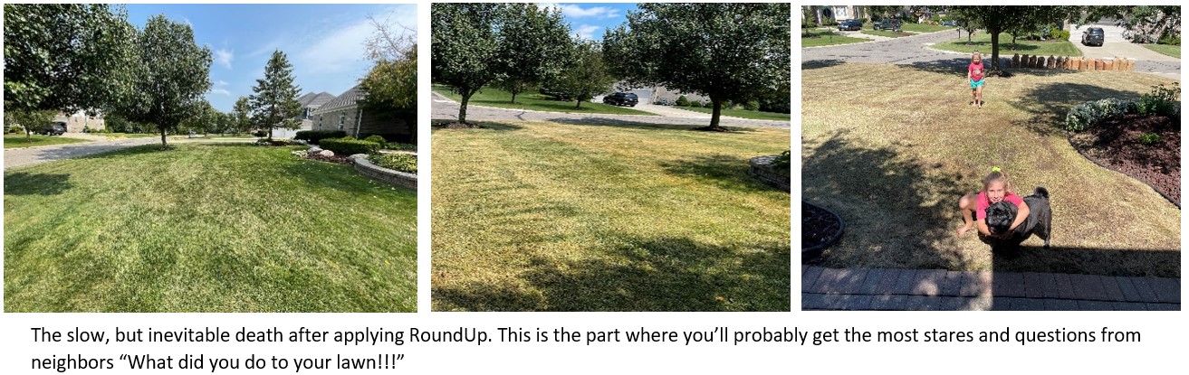 So, You Want to Re-Do Your Lawn? - Tips From the Pros