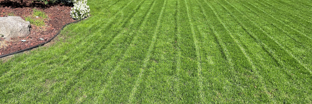 So, You Want to Re-Do Your Lawn? - Tips From the Pros