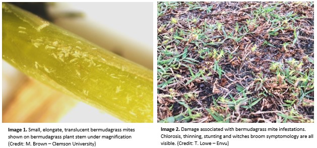 Golf Course Management - Grass Mites