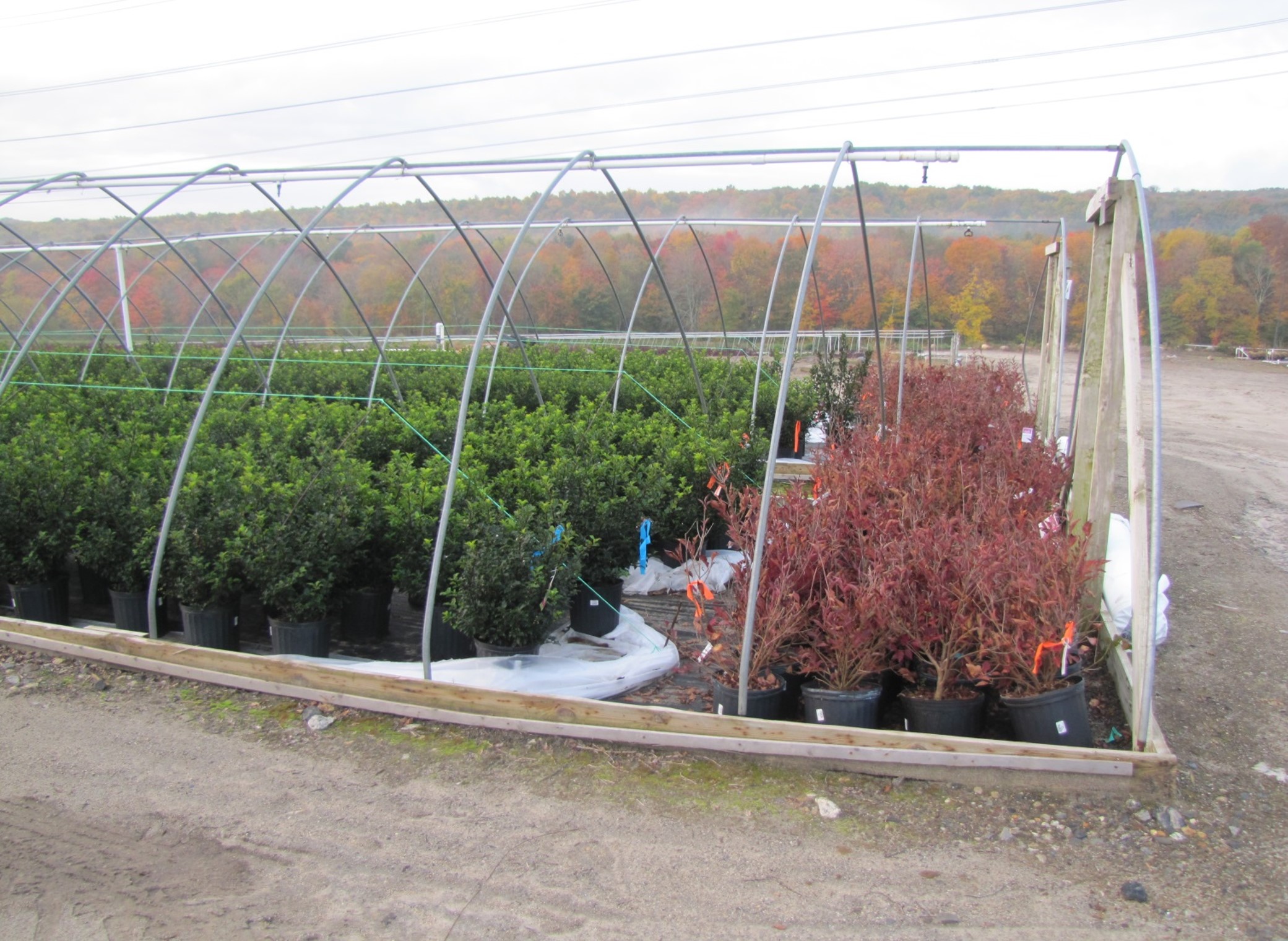 Nursery Winter Prep with Mike Emmons from Prides Corner Farms