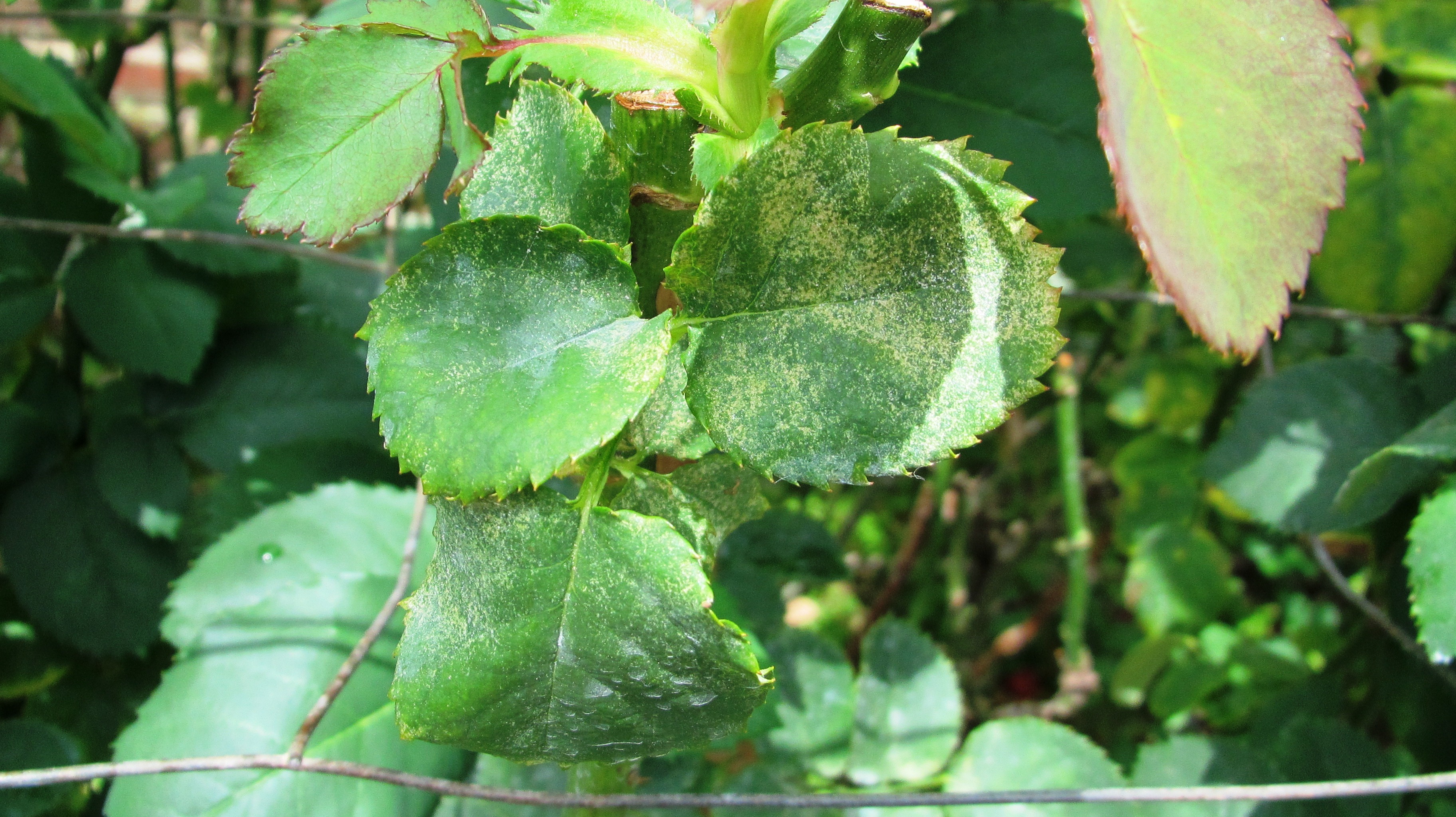 Early Season Bug Watch: A Few Pests to Look Out For!