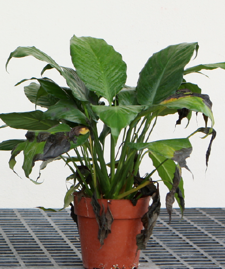 Phytophthora, the Summertime Plant Destroyer