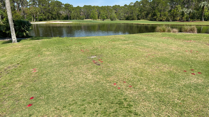 Annual Bluegrass<em> (Poa annua)</em> Control Using Fertilizer with StayGuard 0.125%