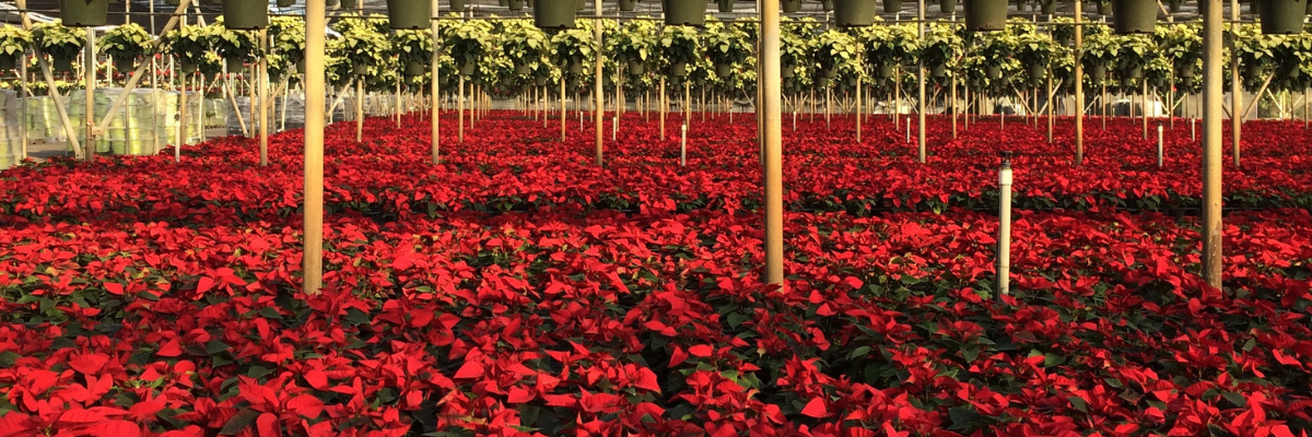 Poinsettias - Proper Care and History of the