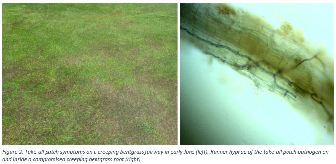 Summer Disease Update - 2023