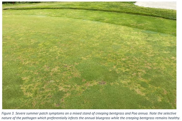 Summer Disease Update - 2023