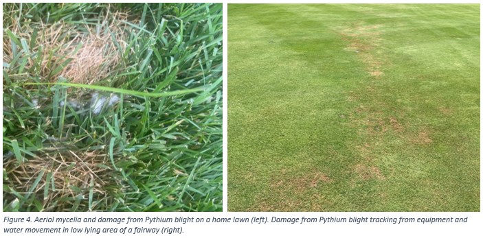 Summer Disease Update - 2023