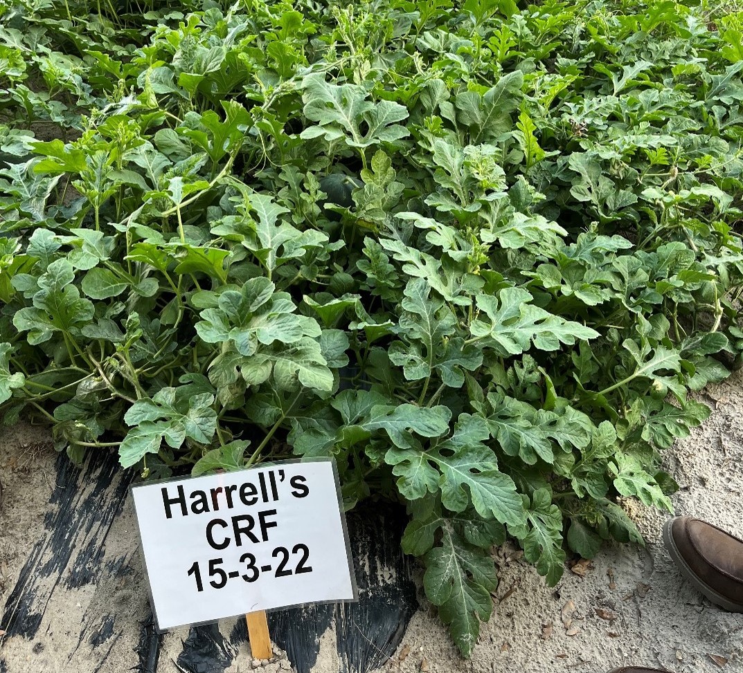 Trials Show POLYON® Fertilizer Improves Yields in Watermelon Production