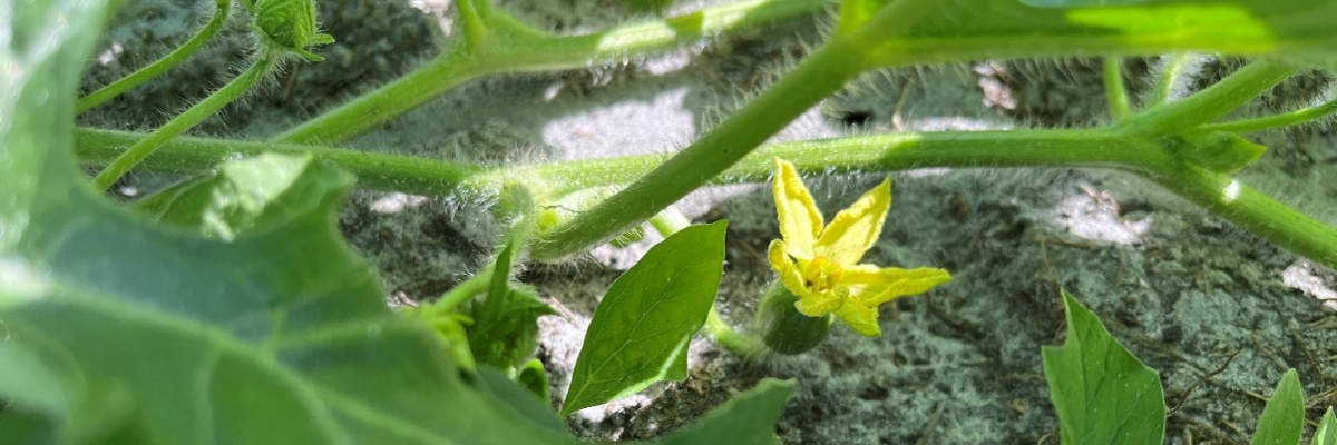 Trials Show POLYON® Fertilizer Improves Yields in Watermelon Production