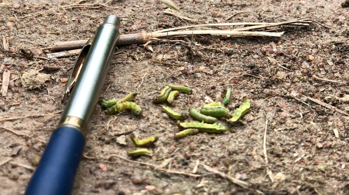 How to Defeat Armyworm | Identify and Combat These Destructive Lawn Pests